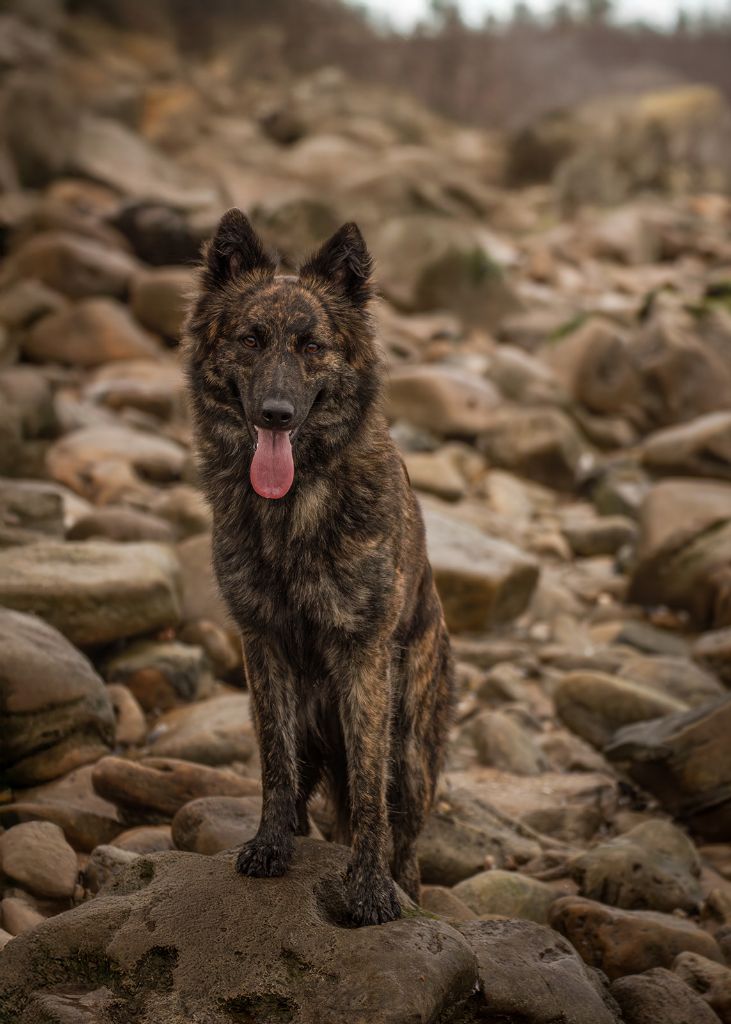 Very happy Legend'of Ki Breizh