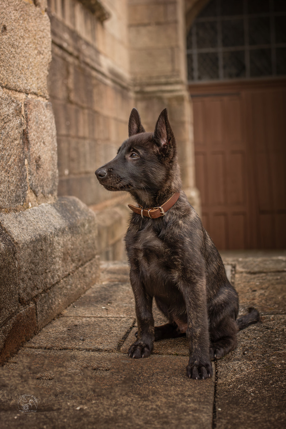 Des Gnomes Normands - Chiots disponibles - Berger hollandais